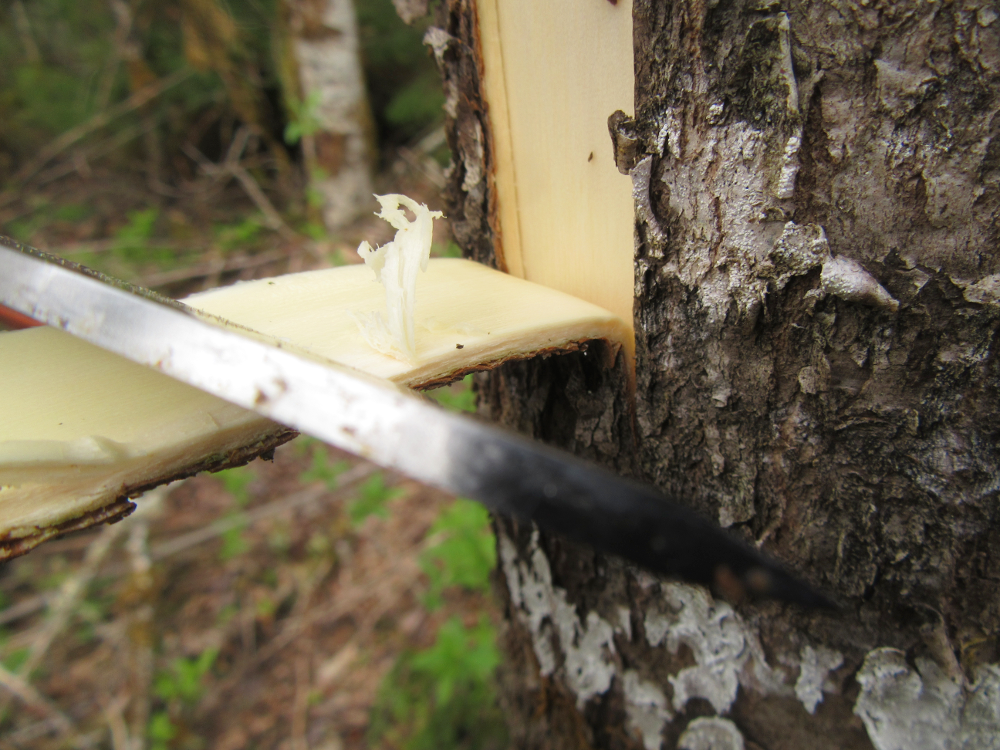 Experiences eating pine cambium? Bushcraft USA Forums